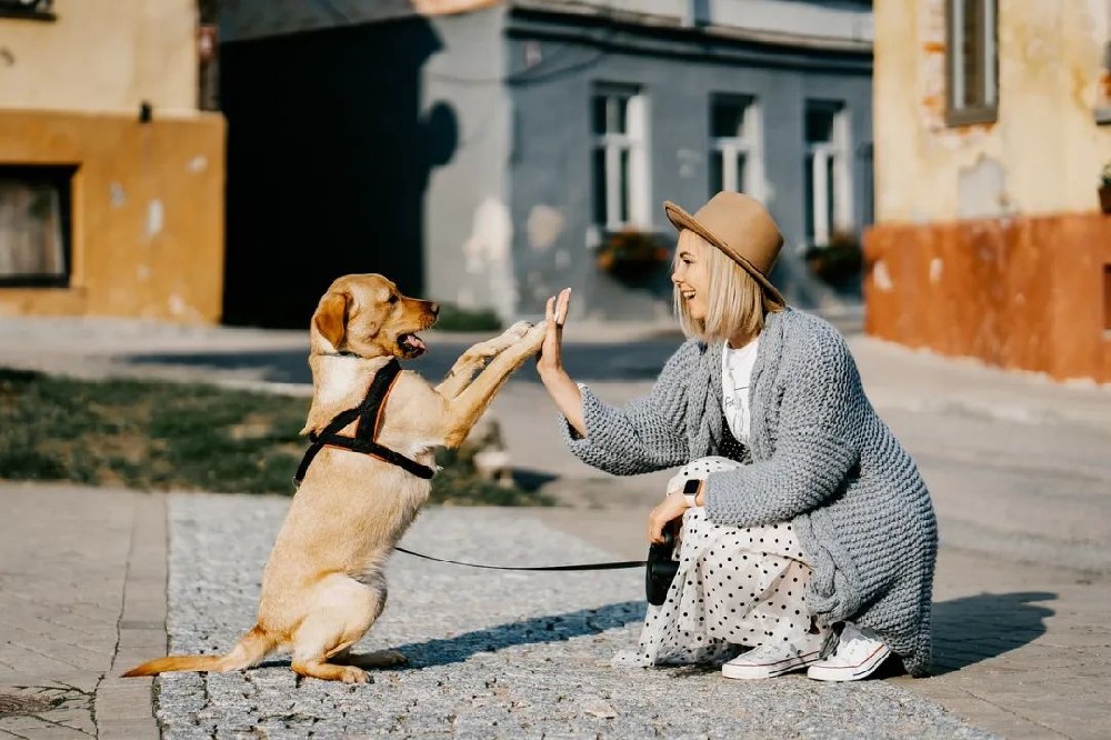 Pet training tips: 5 steps to teach your dog perfect obedience