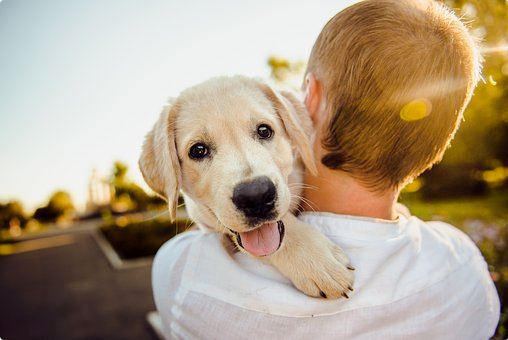 Dog face recognition, smart shoveling, video games...... How much we'll interact with our pets in the future