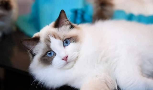 Get to know a cat every day——Ragdoll Cat