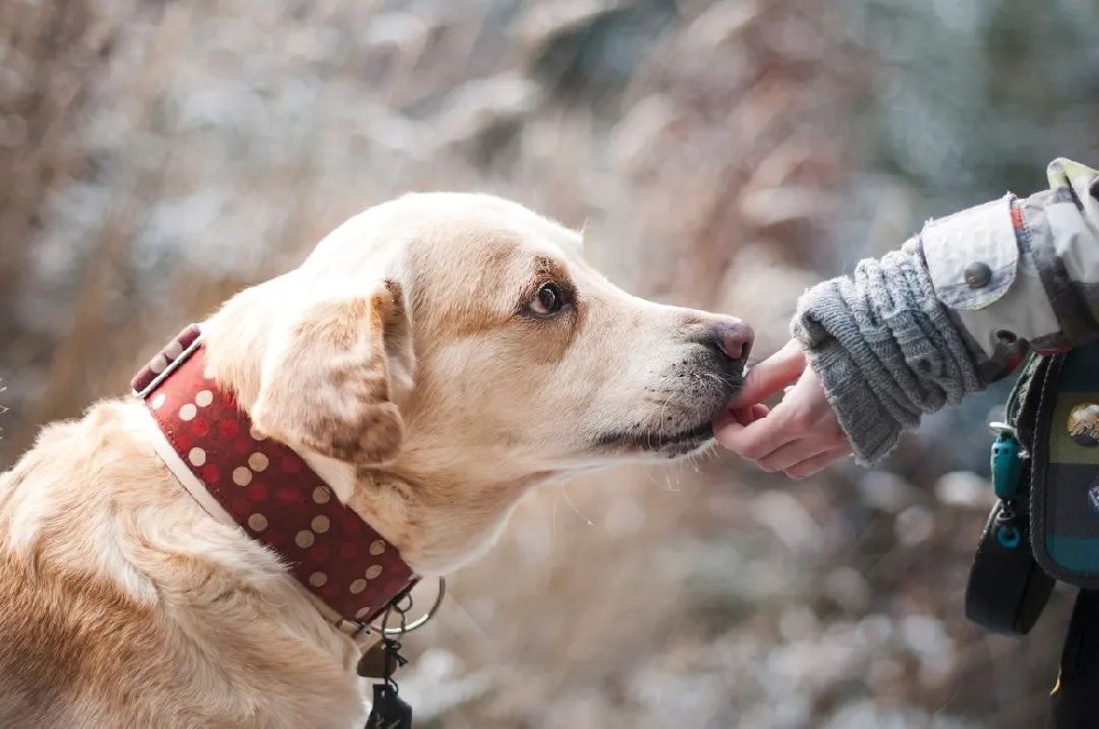 A must-read for elderly pet owners! These 5 points may be their lifesaver...