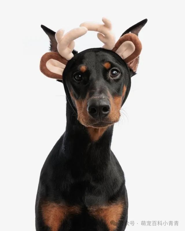 Check out those cute pet dogs with super long ears