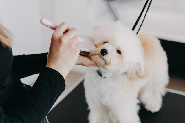 How to groom a dog at home?