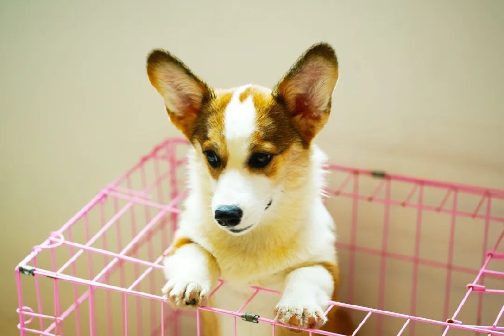 Weekly pet training: dog cage training